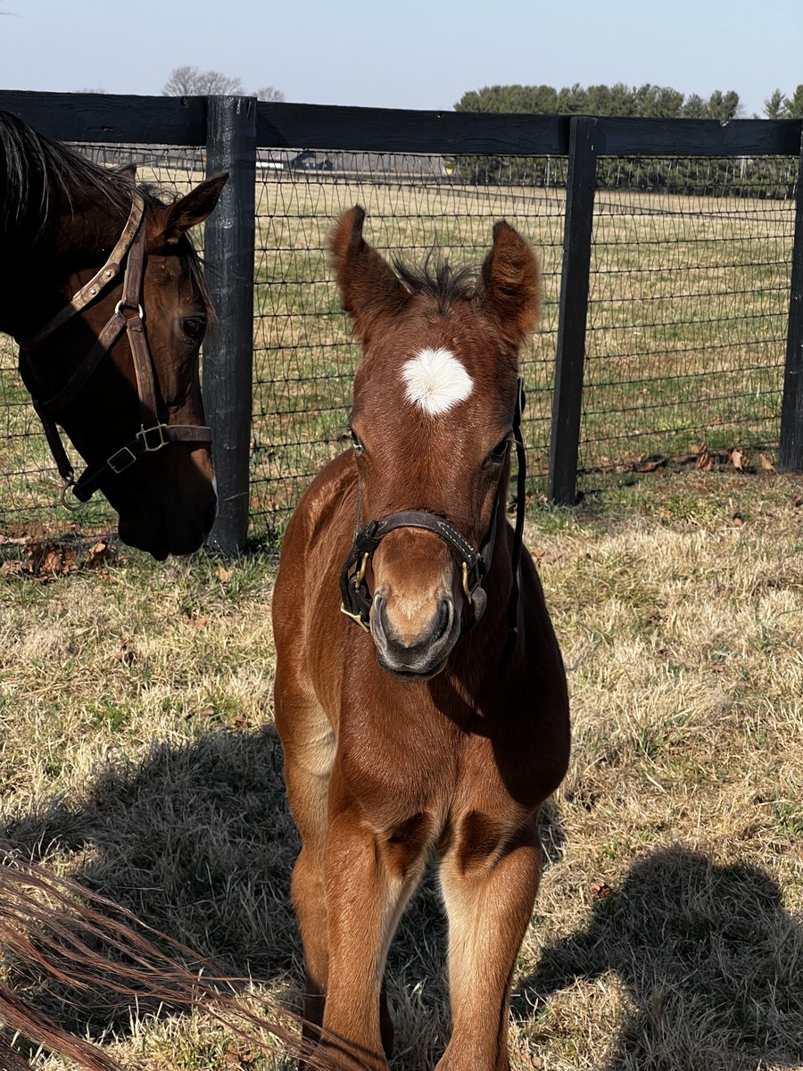 💛#FoalFriday | @ClaiborneFarm's graded stakes-placed VIGOR (War Front) recently foaled a colt by MUNNINGS (@CoolmoreAmerica). The 7th-generation Claiborne homebred's granddam is a full sister of Eclipse champion Blame, from the Bound branch of Rough Shod🇬🇧.