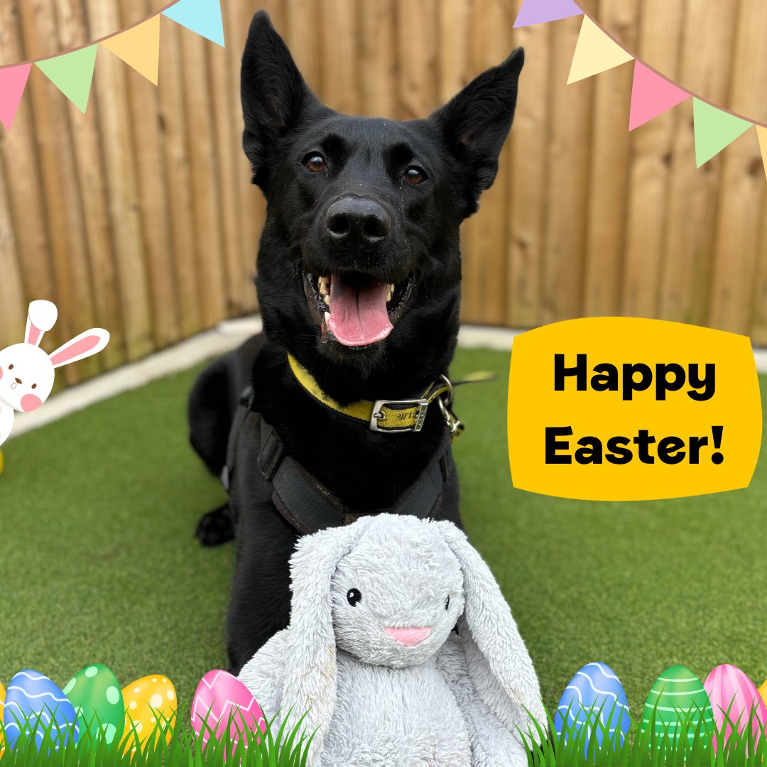 Happy Easter from us all at Loughborough, specially from Nyx and his bunny! 🐰 #DogsTrust #GoodFriday #HappyEaster #AdoptDontShop
