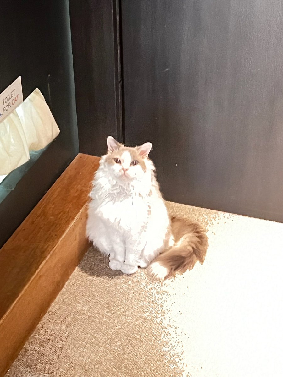 Emperor.SOL tweet media