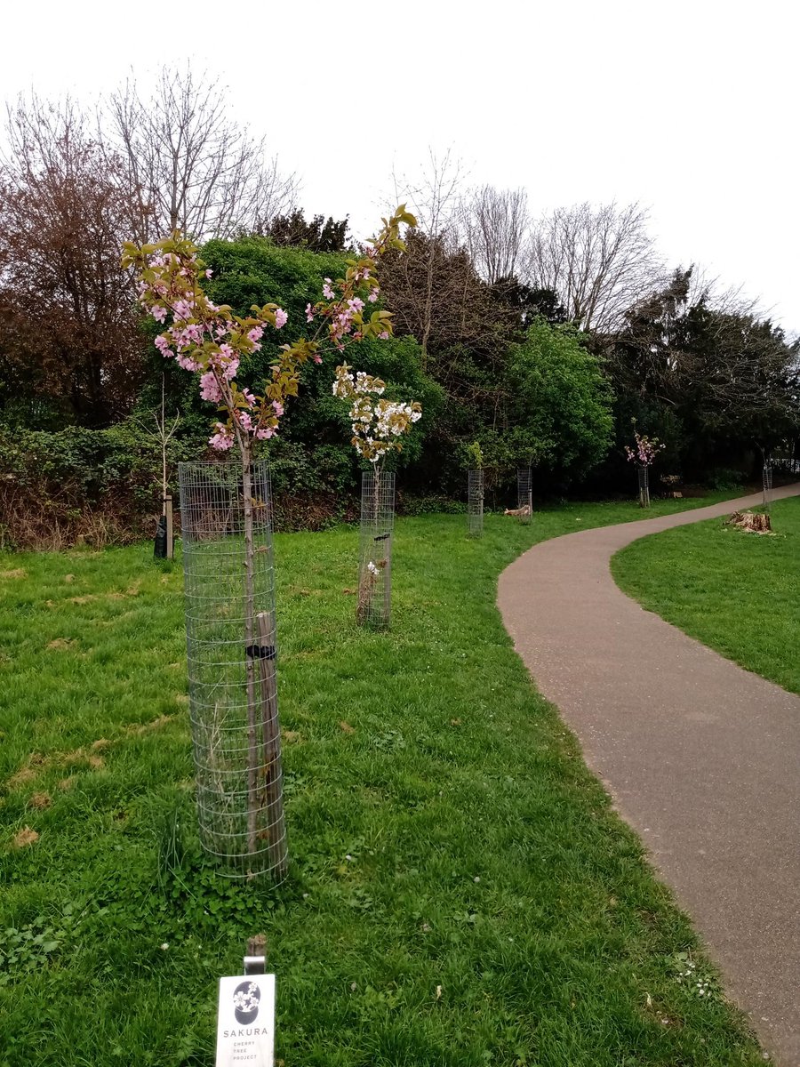 If you happened to take a stroll through Henry Reynolds Gardens, you may have seen some fabulous cherry trees beginning to bloom! 🌳 

These were planted in 2020 as part of the Sakura Cherry Tree Project - read more about it here orlo.uk/Yx0Ye

#HanamiUK