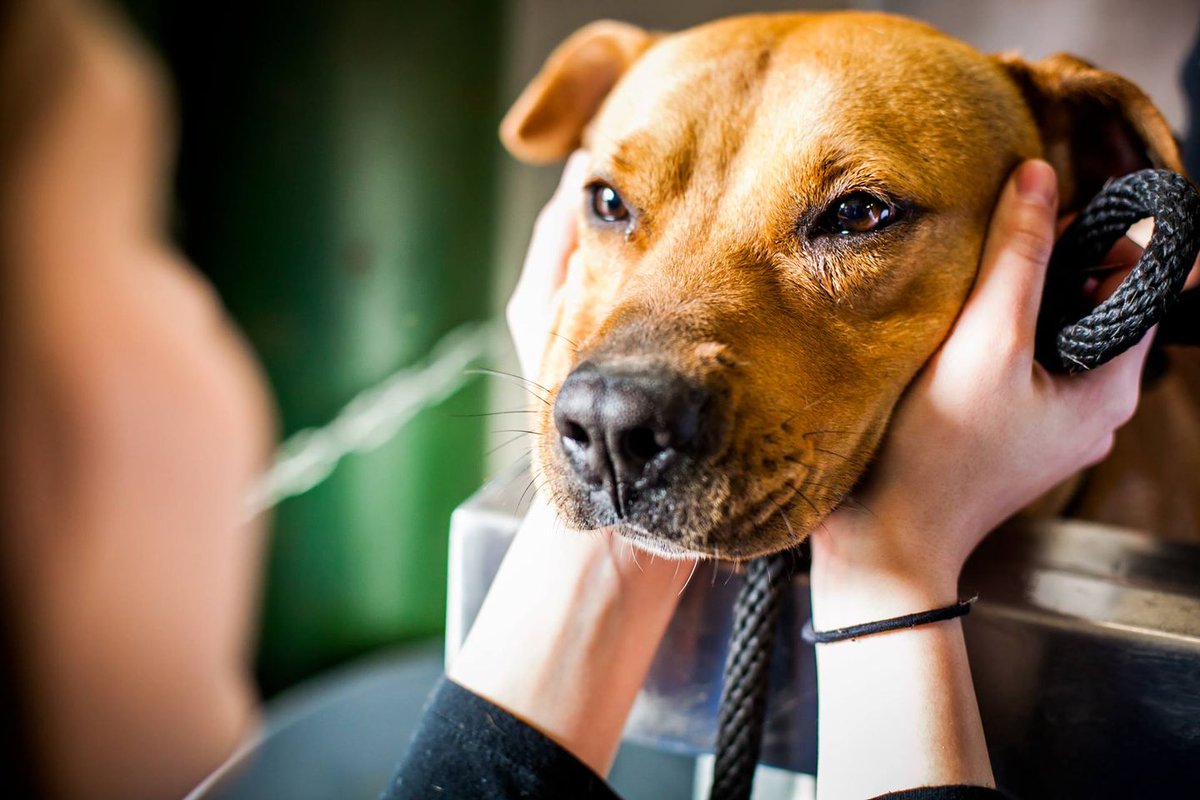 Shreiber School of Veterinary Medicine tweet media
