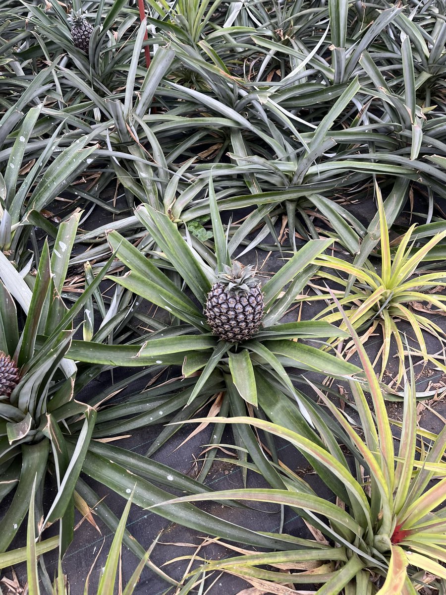 Trinity Geography tweet media