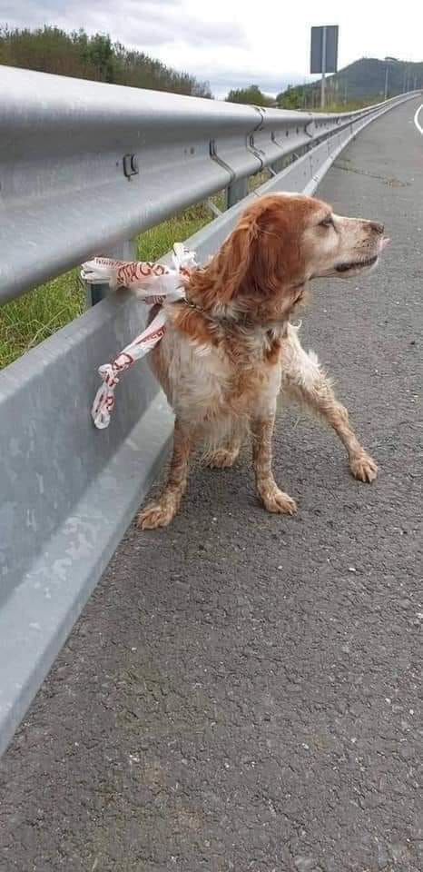 Me pregunto: de dónde sacan el coraje, en qué rincón de la conciencia se encuentra la fuerza para silbarle a su perro y decirles ′′ vamos, salta, te llevo a dar un paseo en coche," que suba, verlo mover su cola de felicidad, ponerse en marcha y partir sabiendo que esa casa, esa