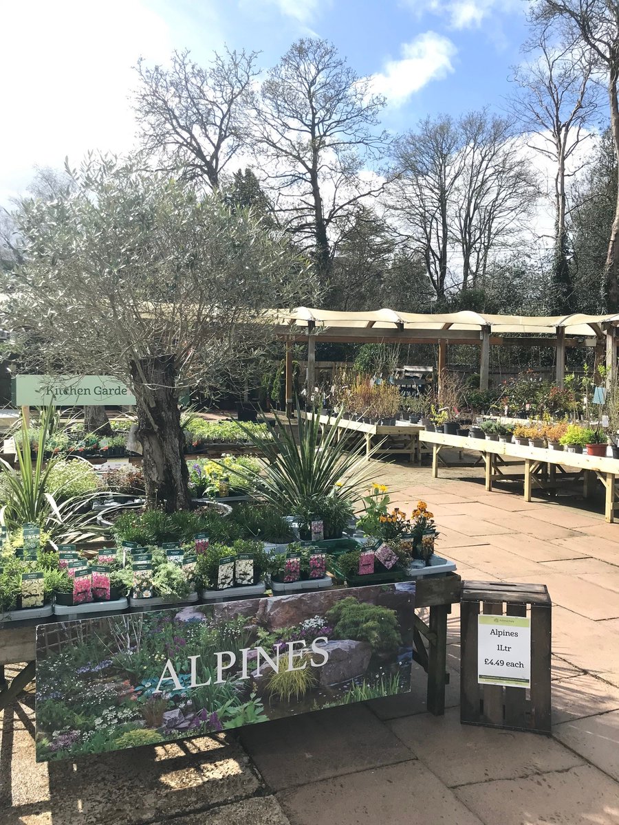 The sun seems to be winning and our new plant benches are looking great in it! Our Easter opening times are: Good Friday 9-5.30, Saturday 9-5.30 Easter Sunday CLOSED Monday 9-5.30. Come and browse all our lovely new plants.
#Springgardening #EasterInAshtead #EasterGardens #Surrey