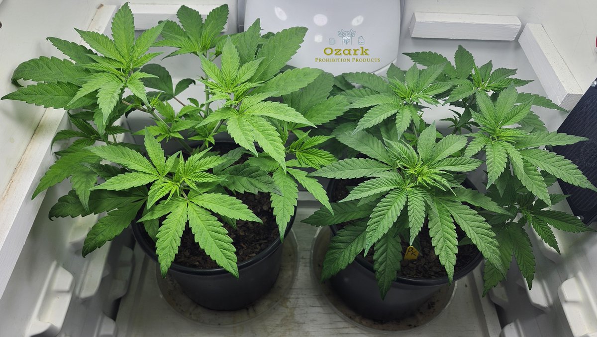 💜 Purple Kush Update 💜 We are hoping these two Purple Kush plants are Female. They have been very solid with just organic nutes and have grown fast. These are perfect breeders 🪻🪻 #CannabisCommunity #cannabisculture #growyourown #CannaLand