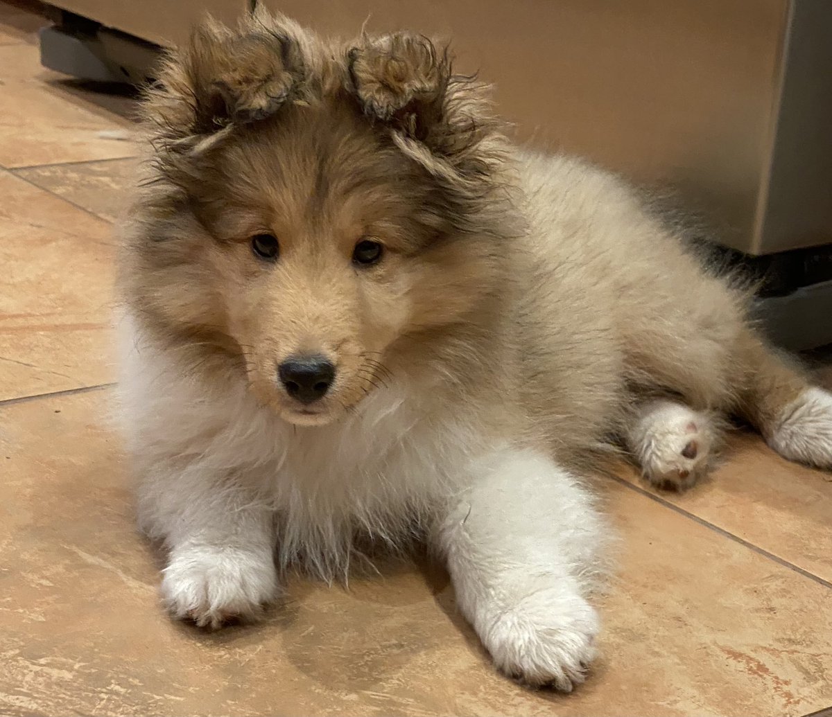 Mom gave me a bath and now she’s saying something about a brush. I don’t know what that is, but I hope it’s better than a bath! Love, Baby Kai ❤️🐾❤️ #dogsofX #puppylove #sheltie