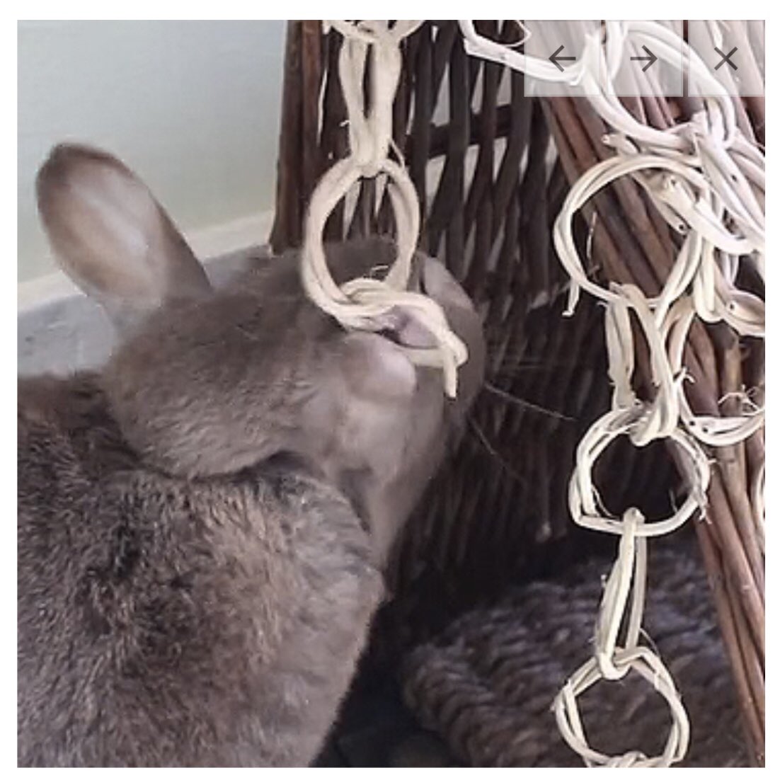 Our Special Winter Edition Toy, The Chew Toy Chain: The Last Day to get yours is Sunday 3/31/24! With 20% savings automatically built into the price, get yours this weekend! Go to: store.binkybunny.com/products/chew-… Check out our VIDEO of Aria: vimeo.com/330185522
