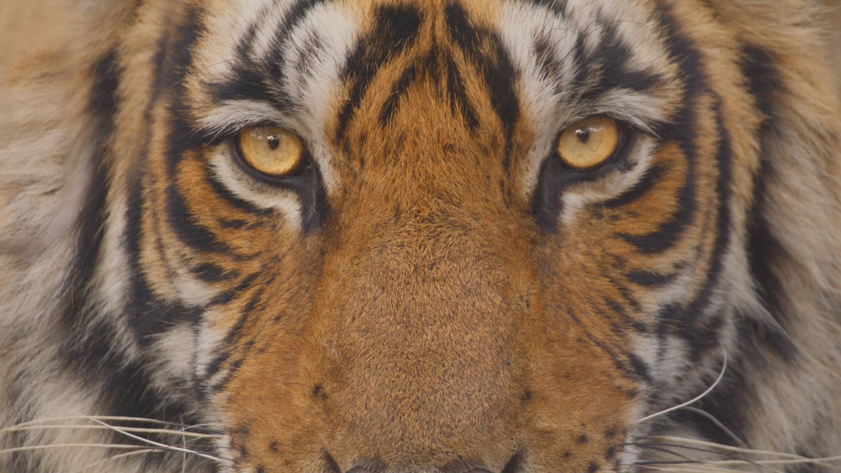 🐯 What are you looking at? There's so much to see across @BBCiPlayer and TV this Easter, from #Pilgrimage to the #Gladiators Final, the premiere of Steven Knight's new drama #ThisTown, #Mammals with Sir David Attenborough and more Get all the info ➡️ bbc.in/Easter2024