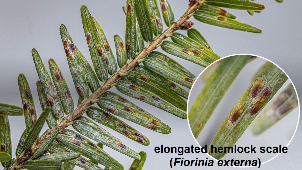 PestinfoW's tweet image. The introduced elongate #hemlock #scale (Fiorinia externa), a slowly spreading #alien species in the U.S. and a #pest of hemlock and some other conifers - review in @FrontInsectSci by Robert Venette and others like @BugsNTrees - doi.org/10.3389/finsc.… 🔓