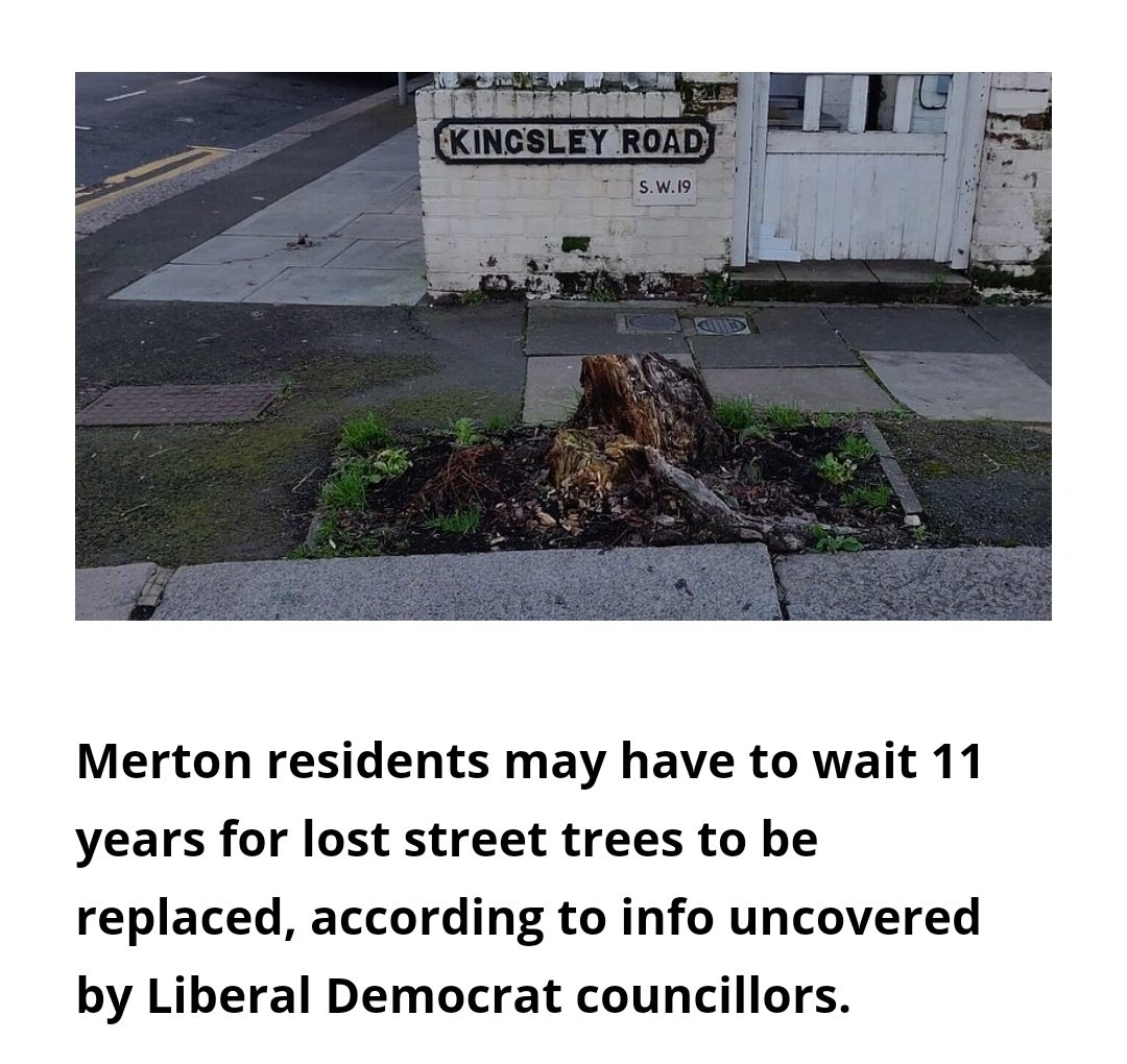 There are 2753 empty 'tree pits' across Merton's highways and pavements - and it will take 11 years to fill them with new trees mertonlibdems.org.uk/news/article/m…