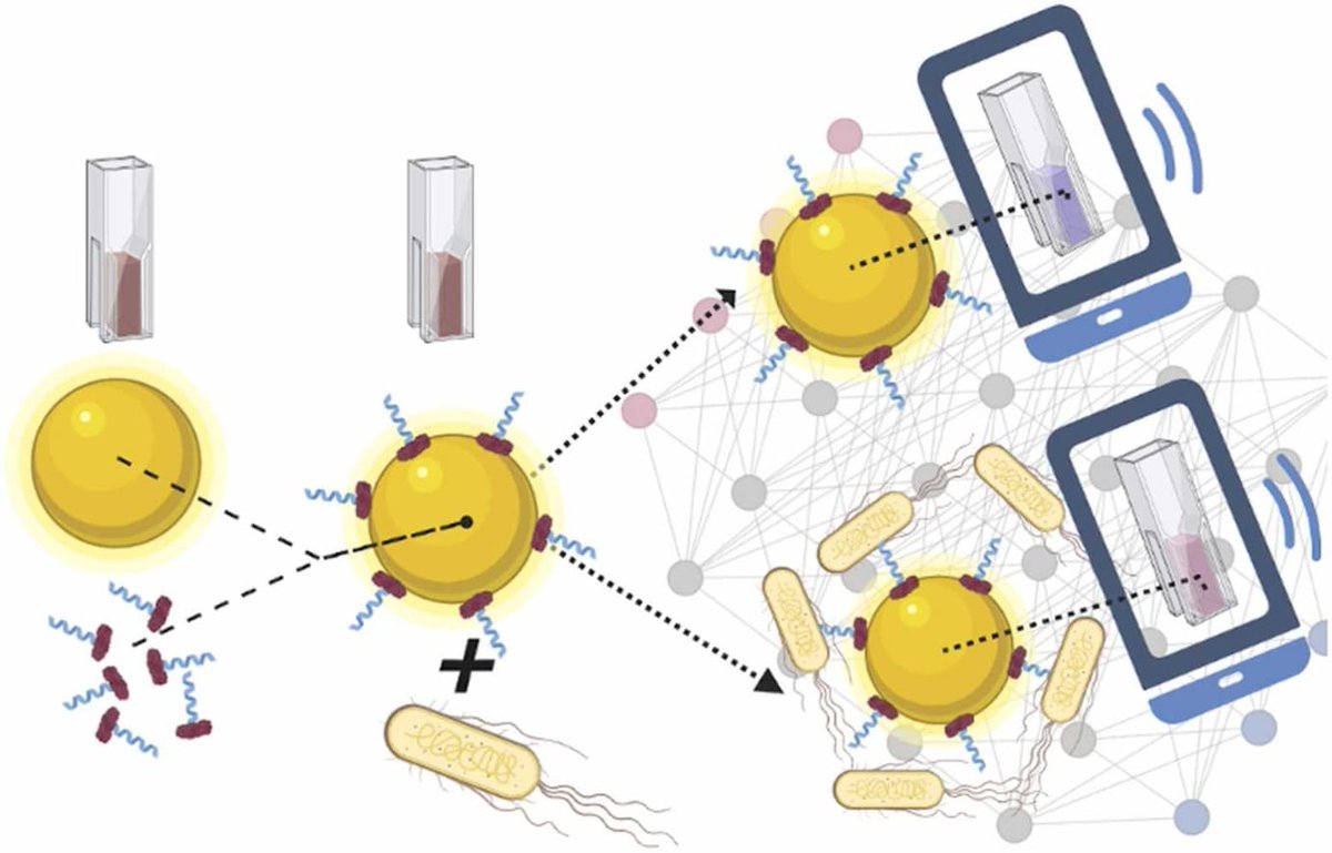 Intelligenza artificiale e biosensoristica per rivelare contaminazioni batteriche. Lo studio multidisciplinare condotto da gruppi di ricerca federiciani è stato pubblicato su Sensors and Actuators B ricerca.unina.it/news/intellige…