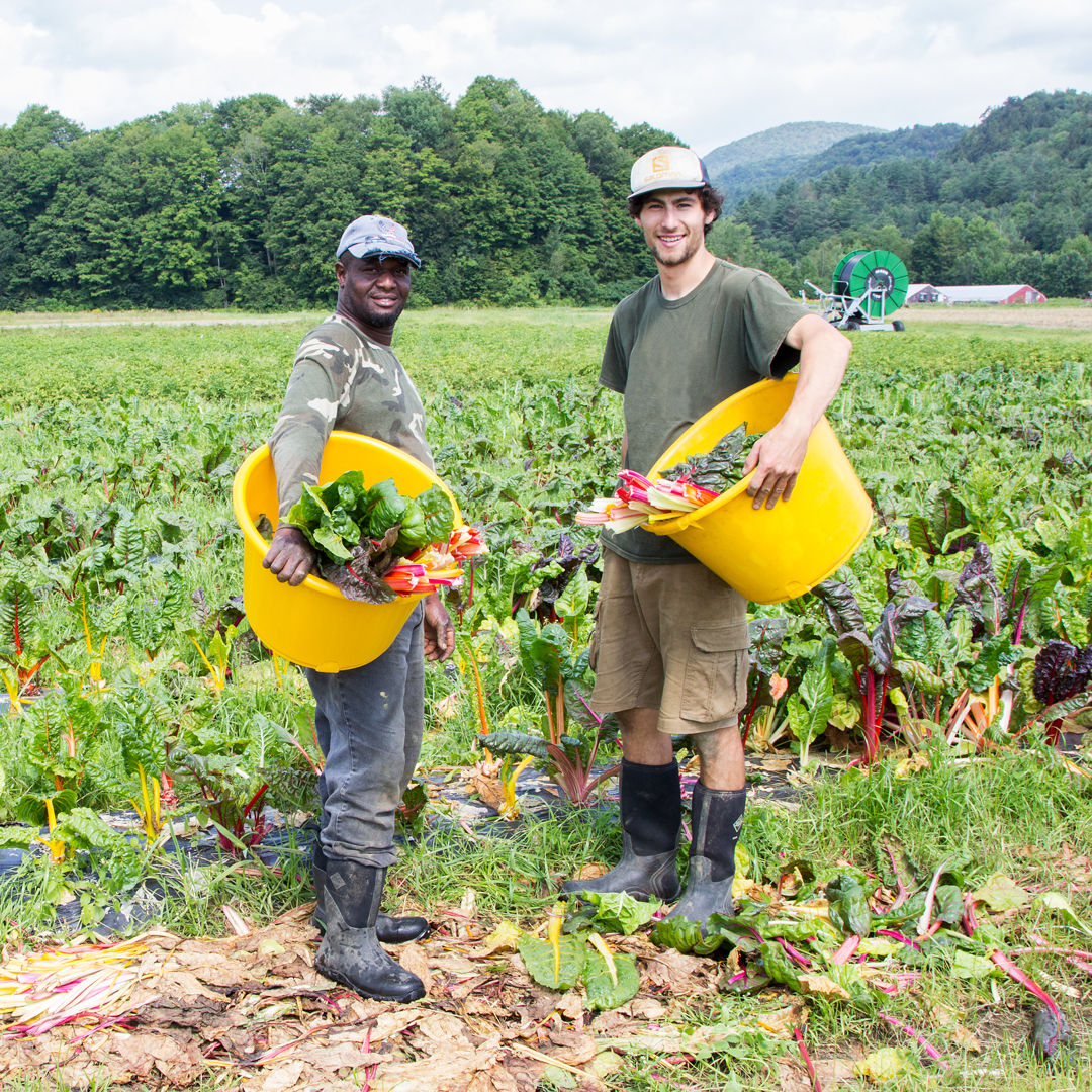 Every #crop has a few unique #harvest tricks that can help prevent spoilage post-harvest, stop the spread of disease among your plants, and ultimately lead to the freshest bites from the #garden. Read our handy list of #harvesttips at bit.ly/3SMeG6p. 🥬🥬