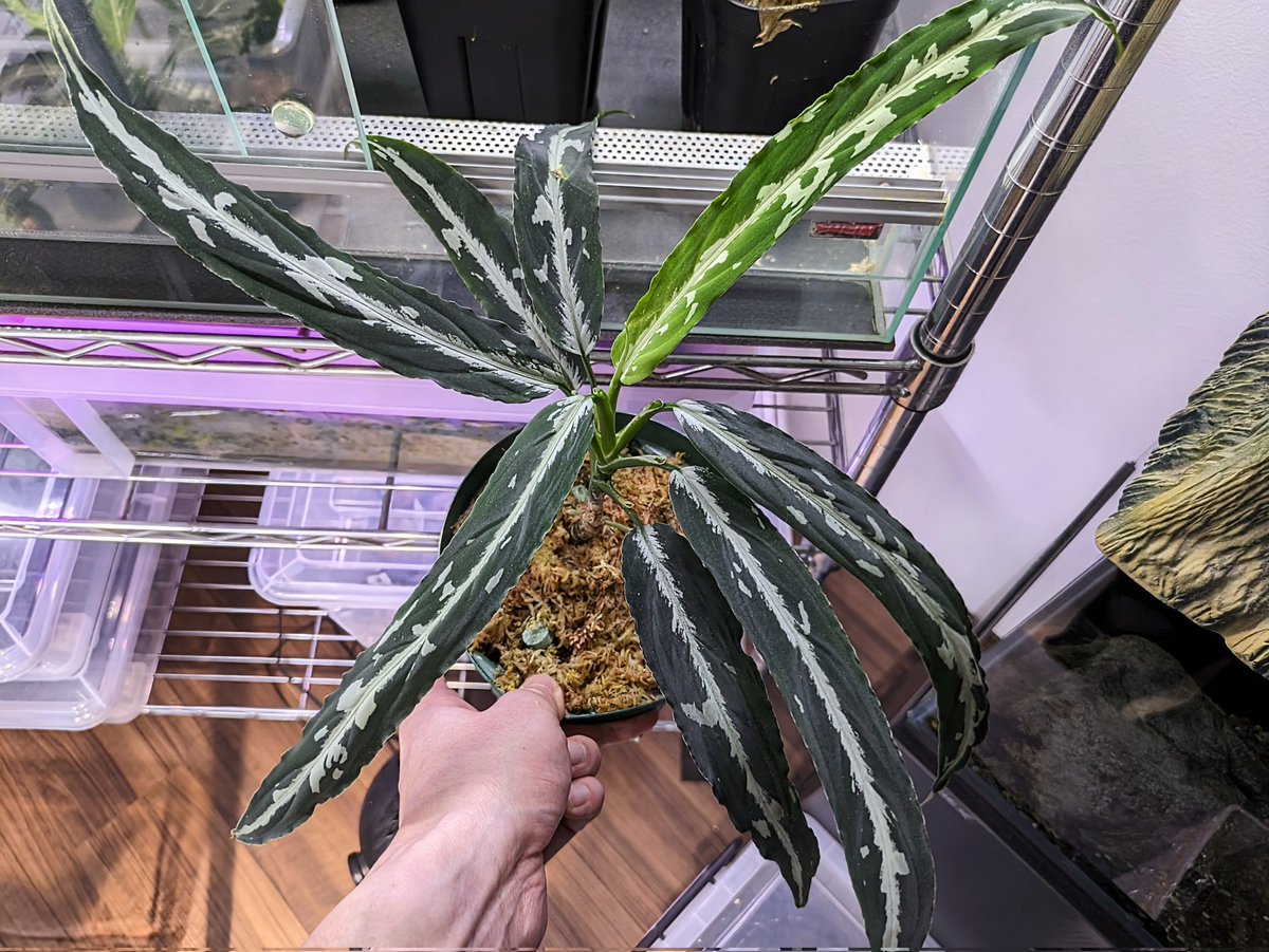 A雷切 Aglaonema pictum LA0914-3ss 【公式通販】
