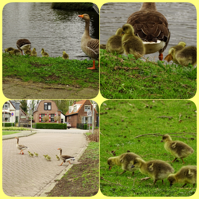 CCommijs's tweet photo. Kleine Grauwe #Gansjes πͺΏ https://t.co/zWVlmcekVG