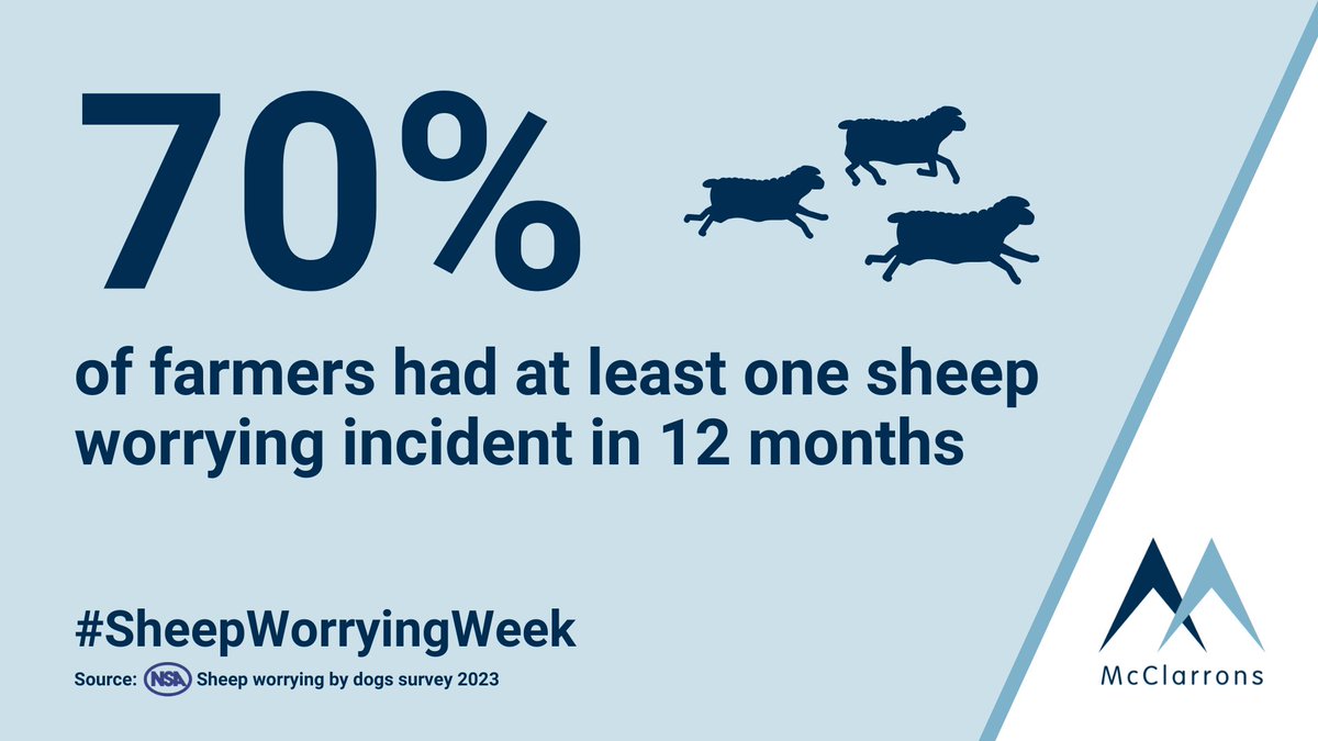 Below is one of @natsheep's key findings from their annual #sheepworrying survey, which we thought was important to raise awareness of this #SheepWorryingWeek. Find out more about NSA's findings here: bit.ly/3Vmpqvh