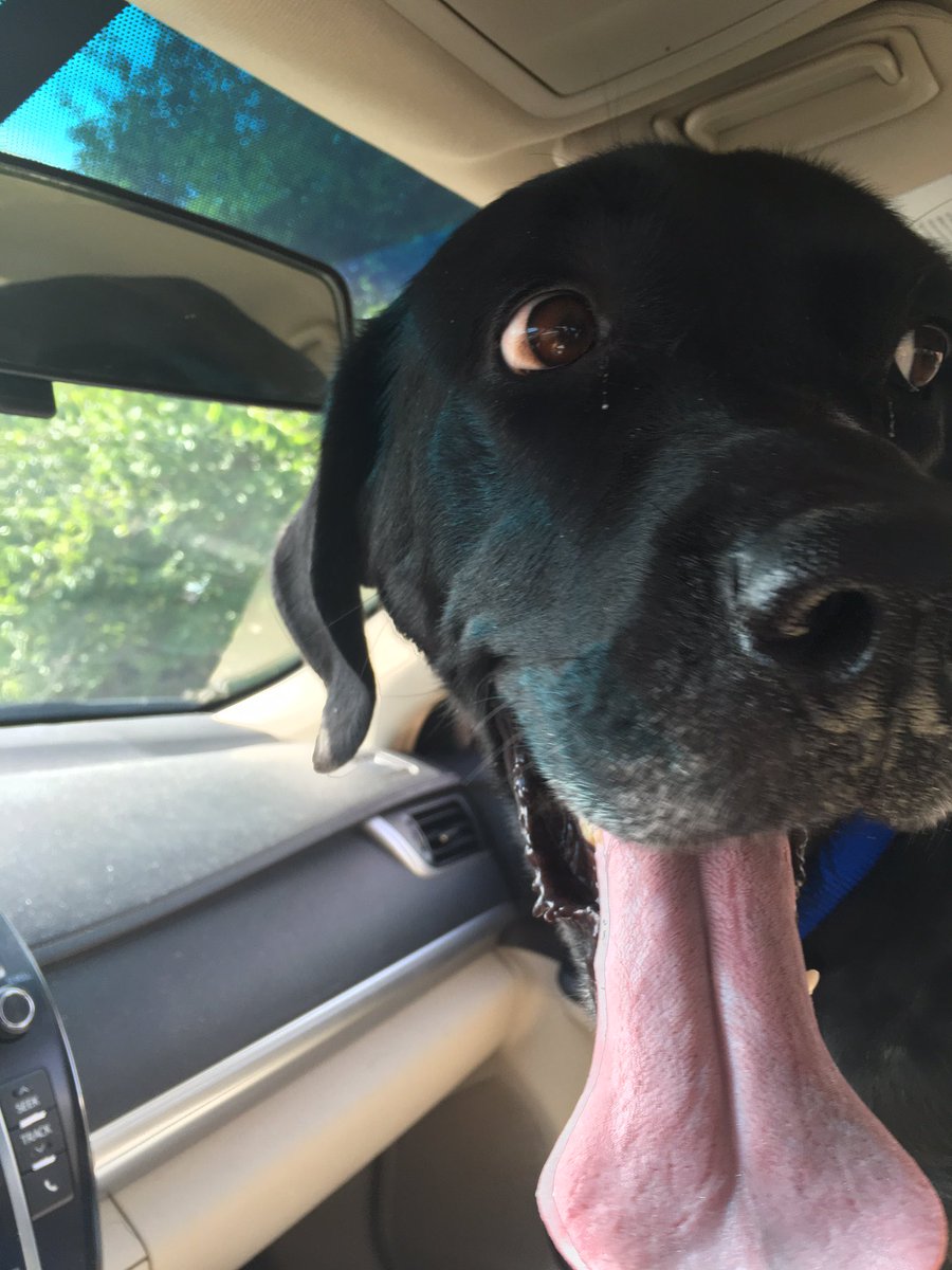 apitzl's tweet photo. It wasn’t a limo ride but I’d say she was pretty darn happy to get out of the shelter. #RescueDog #Labradane #HouseHorse https://t.co/1HwYsdUgHa