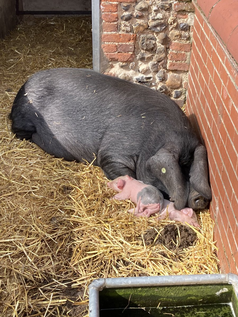 Last Friday, I handed in my PhD thesis on the history of scrapbooking! 📚🎉🎨

Of course, an appropriate way to celebrate was to take a trip to <a href="/GressenhallFW/">Gressenhall Farm and Workhouse</a> to see my sister, <a href="/knights_skye/">Skye Knights</a> at work and to enjoy the delights of Gressenhall’s WLA room and farm!