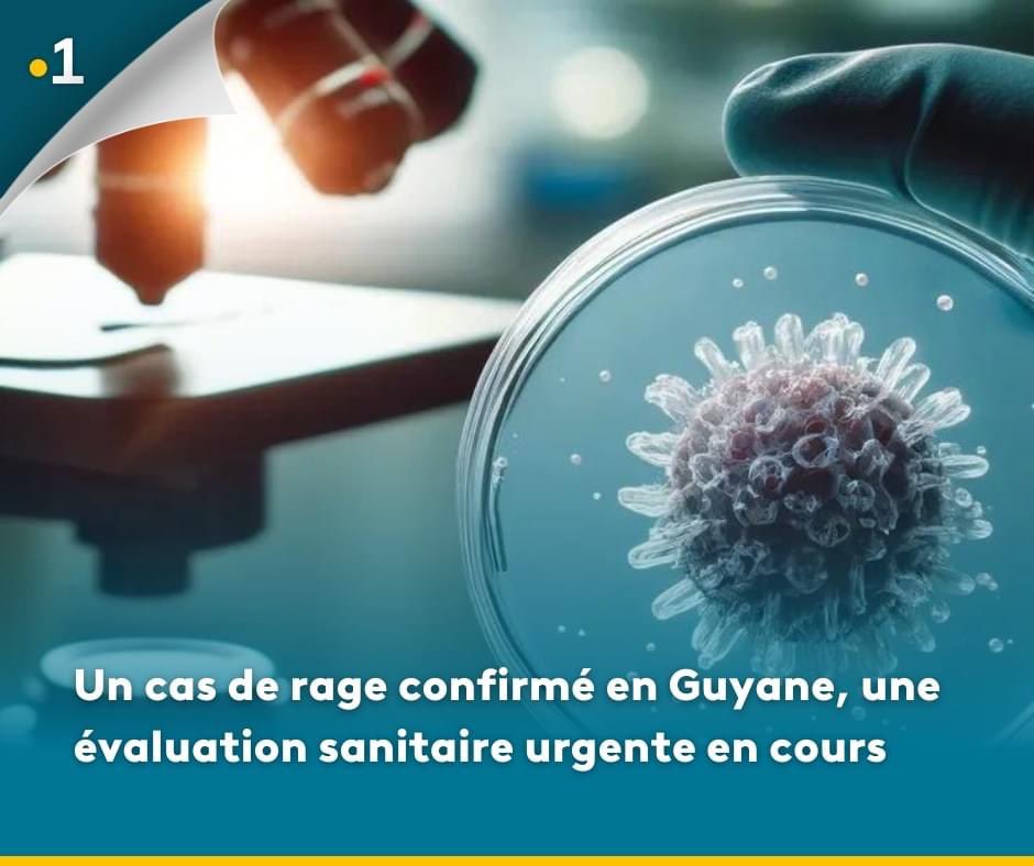 🦠 En Guyane, trois décès dont l'un est lié à la rage ont semé l'alerte. Les victimes, issues d'un site d'orpaillage, sont décédées à l'hôpital de Cayenne. L'ARS mène une enquête approfondie À lire ici ▶️ la1ere.francetvinfo.fr/guyane/un-cas-…