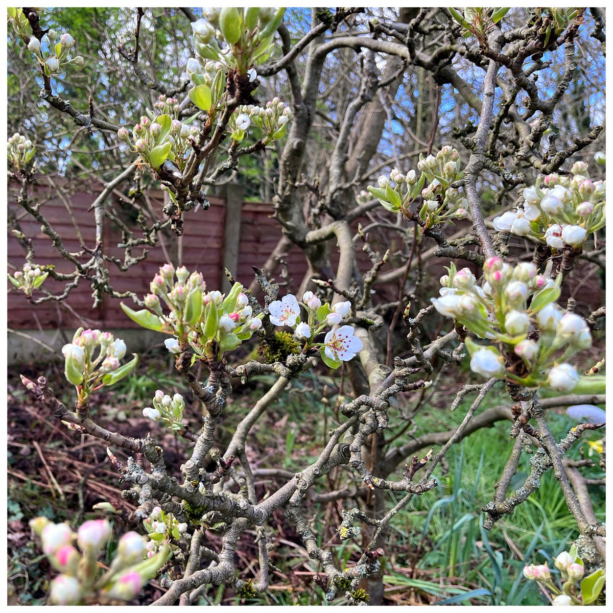 Pear tree blossom pop
#Gallery365myviewtoday #Gallery365in2024
@Gallery365photo