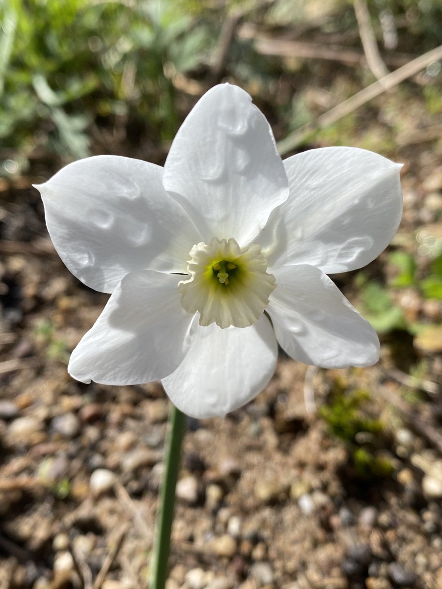 Narcissus Xit on the #sandbed