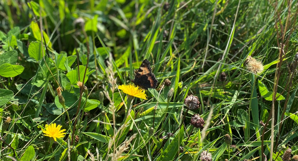 🐝Would you like to learn more about what you can do for pollinators? 👉Why not sign up for our free @PollinatorPlan Community Actions Awareness Event on Tues 23 April, 09:30 – 15:00 @DiscoverCAFRE Greenmount Campus 🔗Find out more & book your space at: eventbrite.co.uk/e/all-ireland-…
