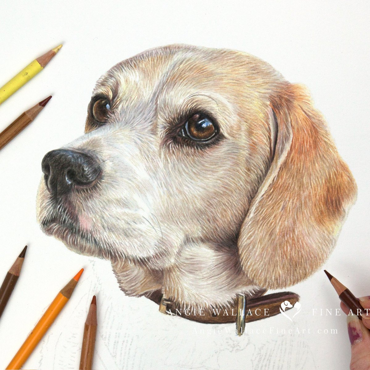 Happy good Friday all! The past couple of days I've been working away on Steve the Beagle's portrait. I love his big brown eyes. Hope you like him so far #art #beagle #portrait #colouredpencils #dogportrait