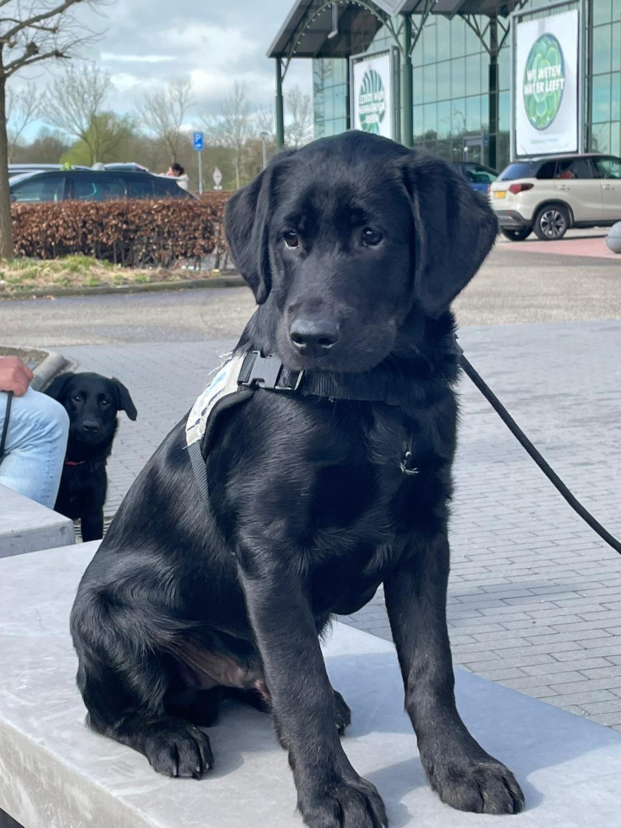 Training Loekie #hulphond i.o. bij #Intratuin #Barneveld. 4,5 maand. Hij deed het fantastisch. Samen met <a href="/corneli83600728/">Cornelis</a> op de achtergrond zijn nestzusje Layla. @HulphondNL