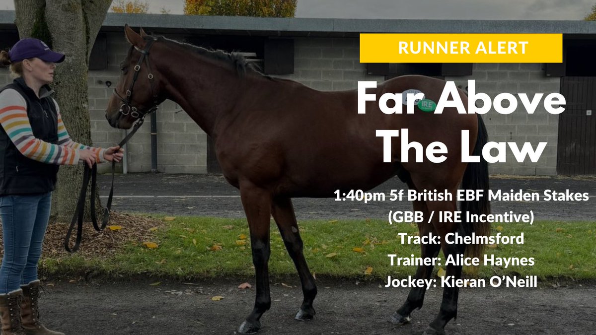 Far Above The Law becomes our earliest ever 2yo runner today and the first colt by our very own Far Above to hit the track 💪🏽 trained by @ahaynesracing and ridden by @KieranO68453433 were very excited to get him started today @ChelmsfordCRC. Best of luck to all connections 🤞🏽🍀