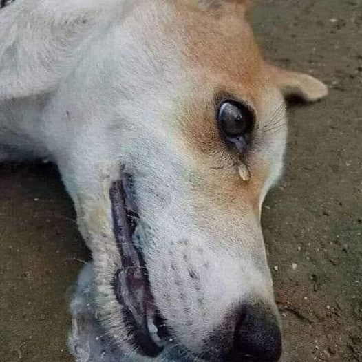 GiorgiaSalvagn1's tweet photo. Mentre lui cercava un pezzetto di pane, una persona ′′ buona ′′ lo ha trovato. Pensava di sì. Credeva che ti avrebbe portato gentilezza.
Quest'uomo gli ha dato del pane e ha anche portato del pollo.
Ero così felice che qualcuno con un buon cuore gli avrebbe nutrito lo stomaco!
È stato grato a chi gli ha portato del cibo...
Sarebbe abbastanza per una bella storia da raccontare.
Ha alzato la testa senza sapere di aver dato il suo ultimo morso.
Così ha guardato questa persona senza capire perché volesse avvelenarlo.
Lui si è fidato, l'angelo ha lasciato silenziosamente questo mondo crudele con una goccia di lacrima negli occhi...
Solo una cosa mi ha chiesto: ′′ Cosa ho fatto per avvelenarmi e uccidere?"
😢😢😢😢😢😢
L ' umano è tutto ciò di cui dobbiamo temere.....!!!
😡😡😡😡😡😡