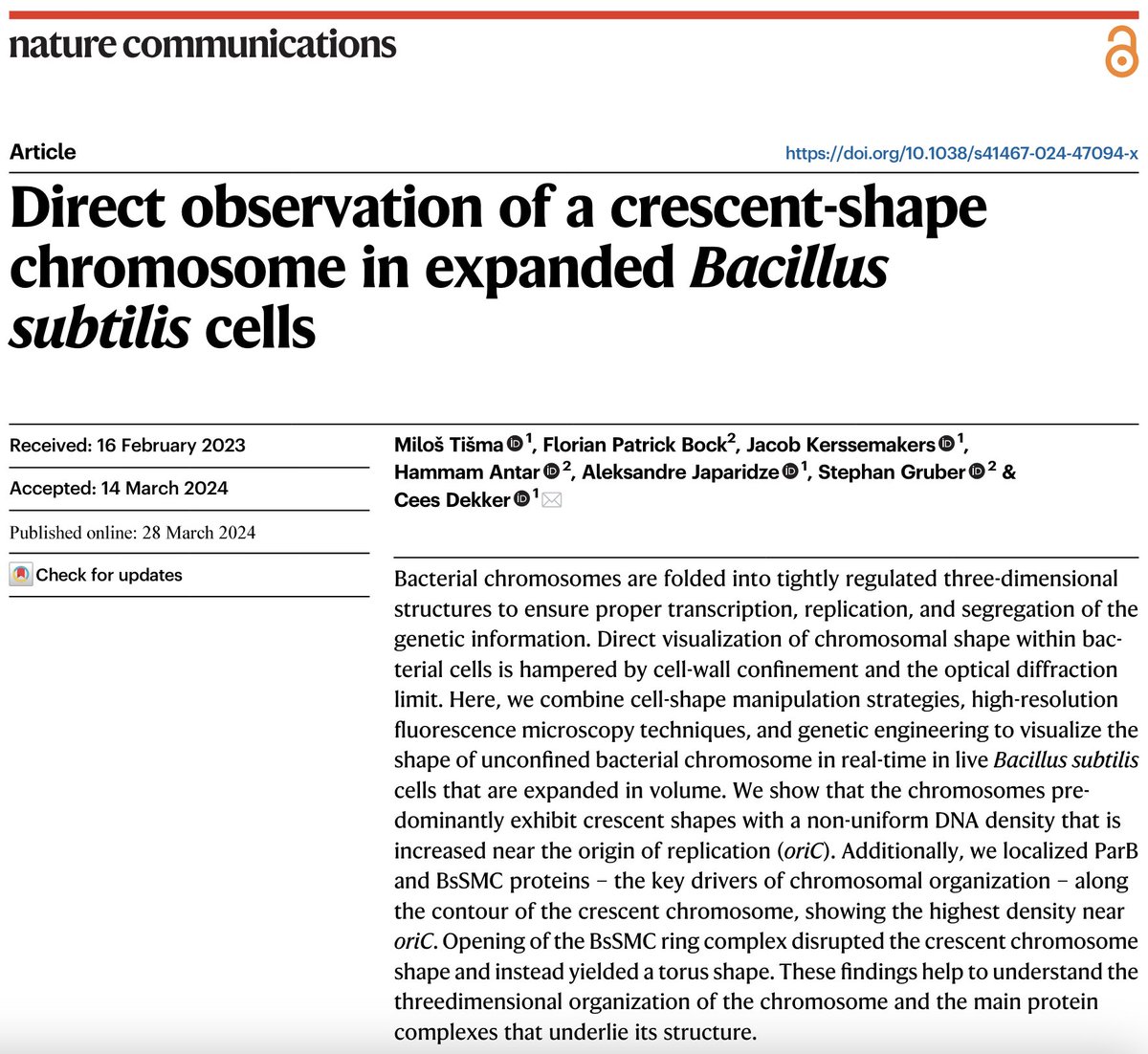 Exciting latest #CDlab paper in <a href="/NatureComms/">Nature Communications</a>: nature.com/articles/s4146…

Collaborating with the  @Gruber_Lausanne lab, 1st author <a href="/TismaMilos/">Miloš Tišma</a> imaged the unconstrained chromosome in widened live bacterial cells - learning lots about how ParB, SMCs, transcription shape chromosomes!