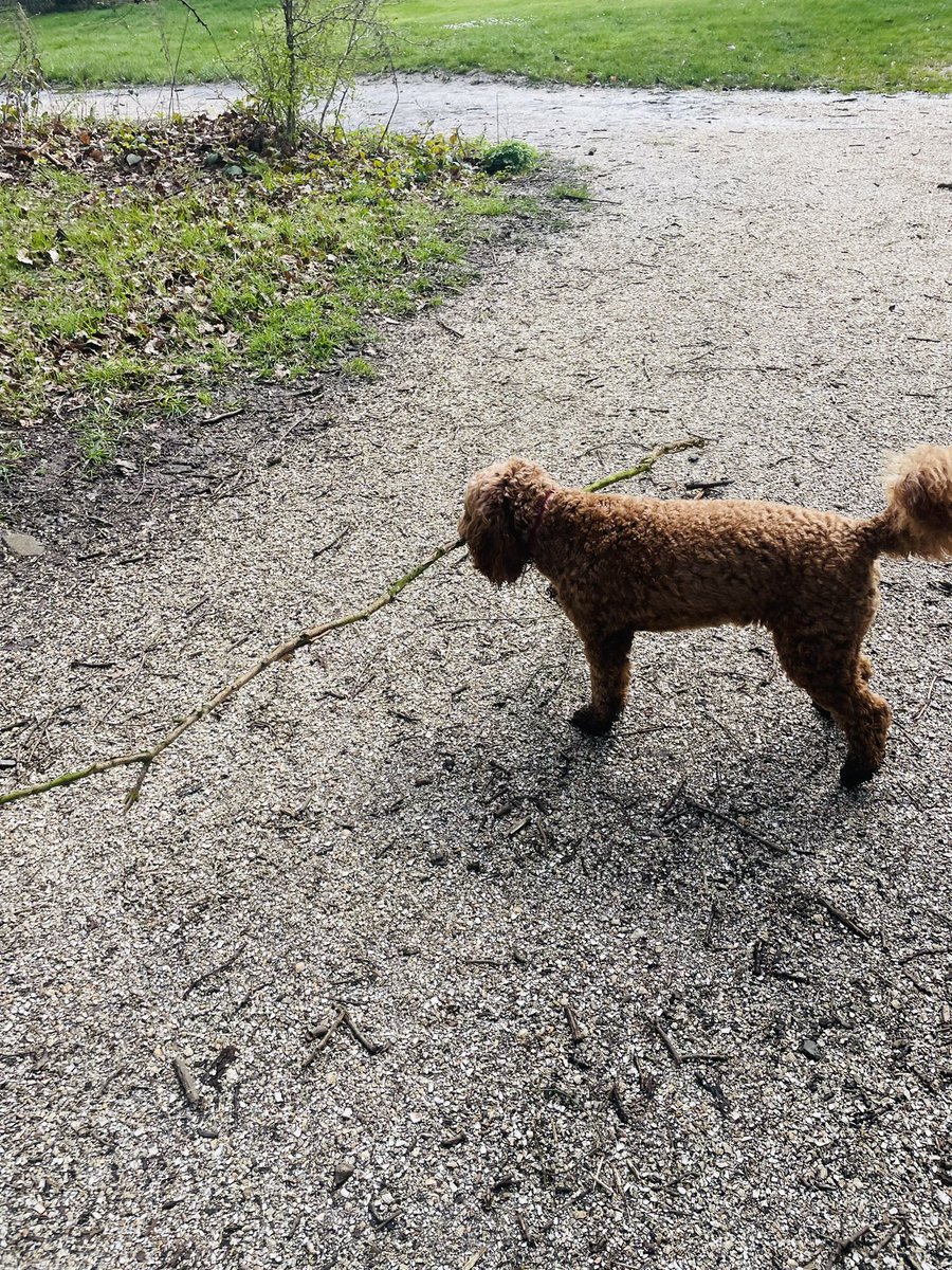 I am well pwoud of me mahoosive stick #dogs