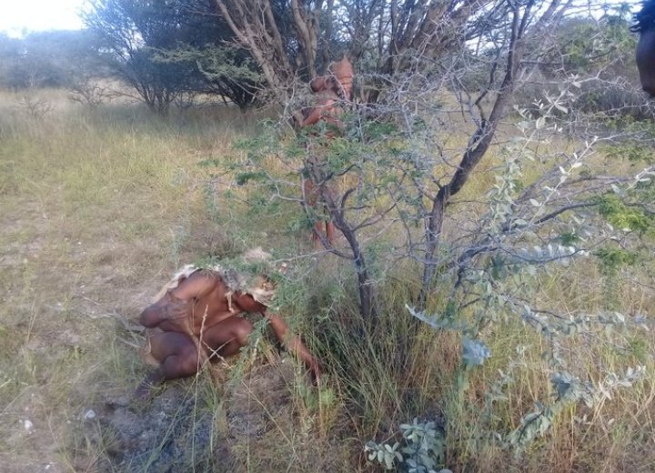 This is a root of an Acacia specie, it is a contraceptive used by Africans in Ancient times. It was chewed by women about once a week to prevent pregnancy. This method still works and there are no side effects. Your comments on this ...