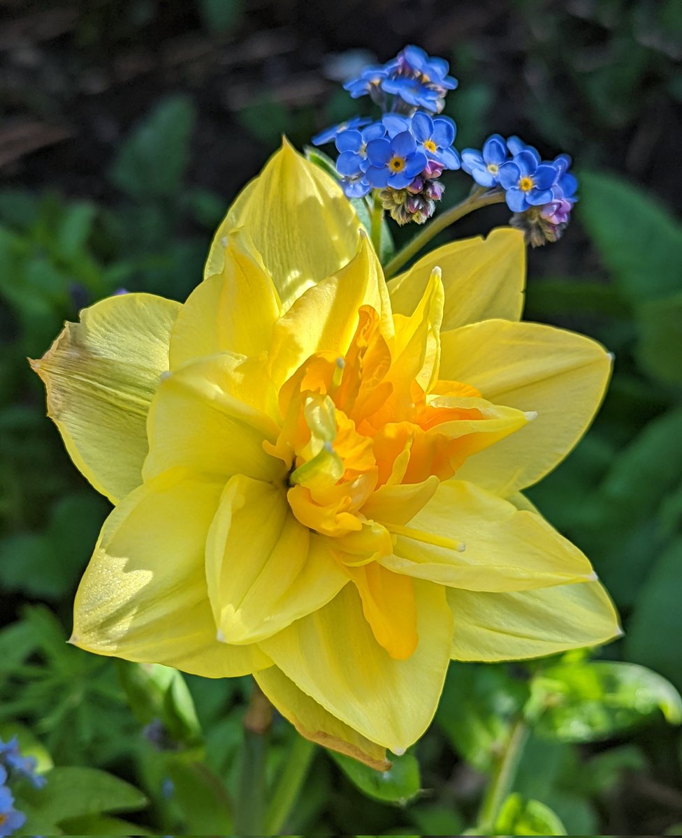 Glad tidings to you all on this bright Easter day! 🌿 💛✨ ✌️😁 #FlowersOnFriday #gardening