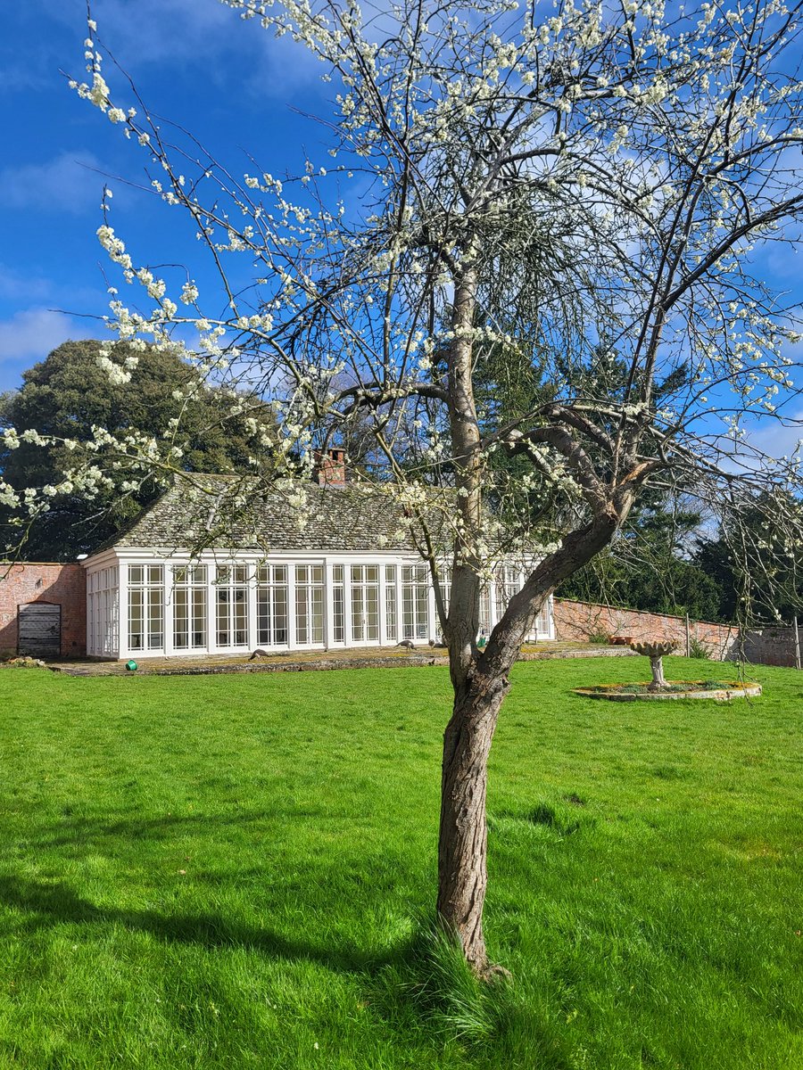 Plum blossom and the Pitchford Orangery #Shropshire #fruittrees