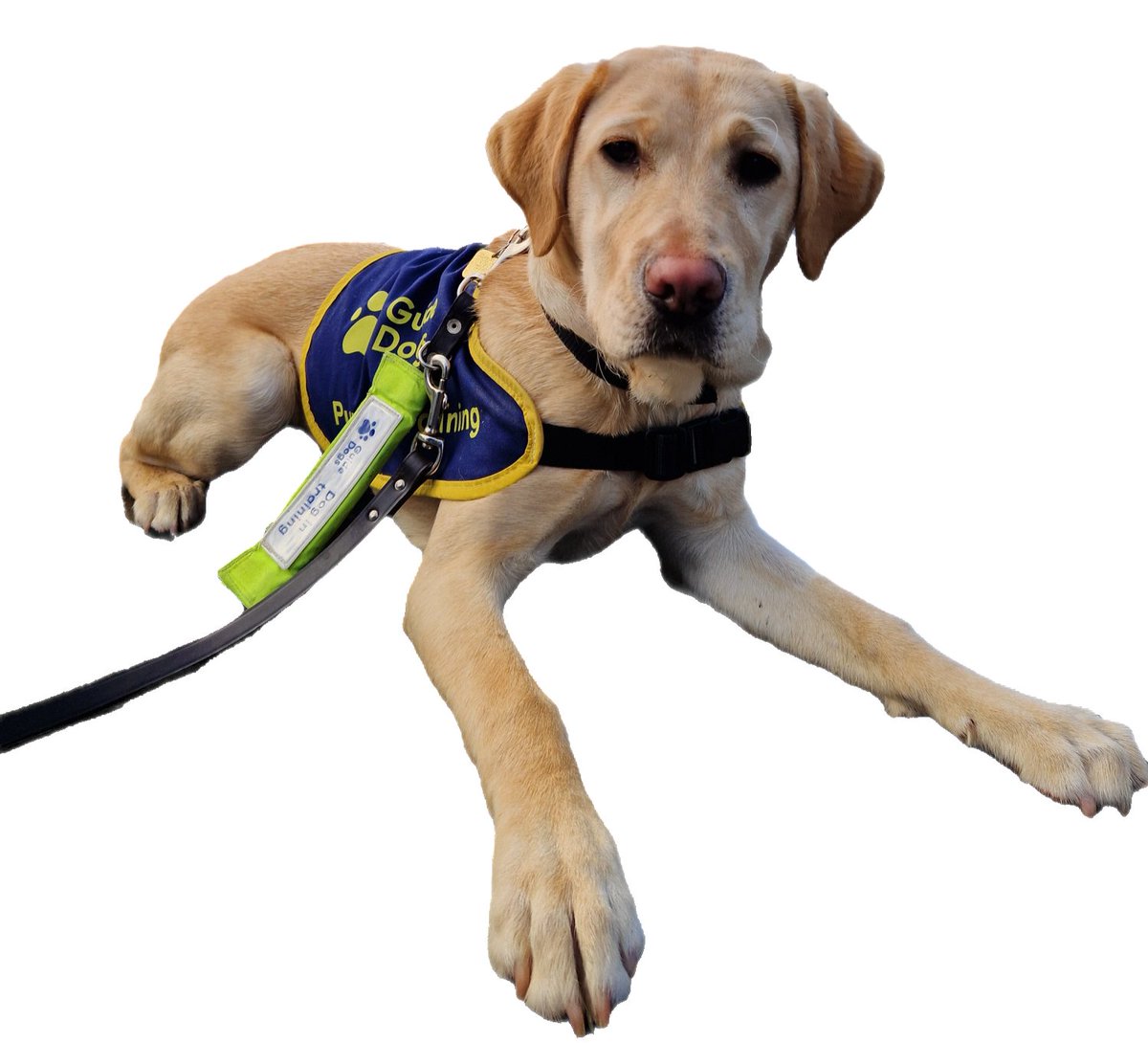 Just over a week to go to <a href="/LLHalf/">London Landmarks Half Marathon</a> 
All donations for <a href="/guidedogsni/">Guide Dogs NI</a> <a href="/guidedogs/">Guide Dogs</a>  appreciated justgiving.com/page/4and4in24
This is one of 4 half marathons and the 4 UK peaks I'm doing in 2024
#LLHM2024 #JustGiving
Photo is Sally our current #GuideDogPuppy who prompted my fundraising!