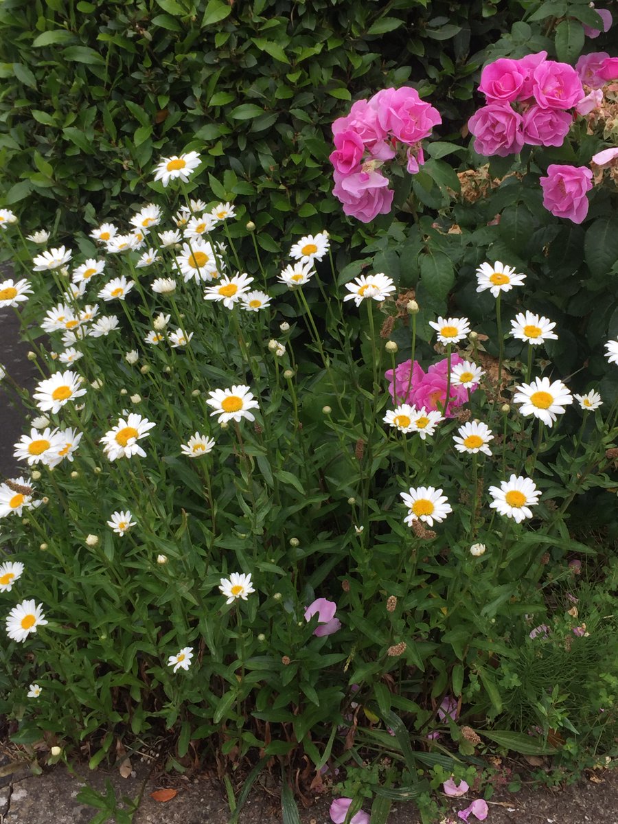 <a href="/bng2617/">🐝 🍀 FOV 🍀🐝</a> Thank you so much for your nice greetings☀️💫🐝
Wishing you peace &amp; love 🐝🙏💙💛