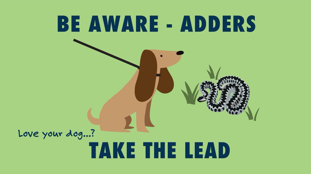 Ecologist Gill says 'although it is relatively rare to see an #Adder in the park, at Springtime these intriguing reptiles become more active as they mate and bask in warm sunshine. Therefore, we encourage you to stay on designated paths and keep your dogs on leads.' #TakeTheLead
