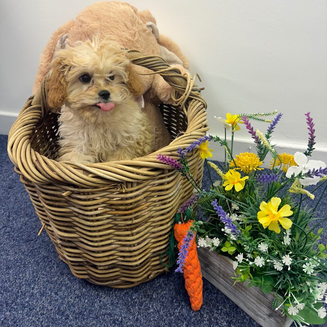 While this post isn't about LINIAN Clips, we couldn't resist sharing the adorable Blossom and her Easter photoshoot🧺🐶💐🥕 Can you tell there was treats involved? 🤣😋