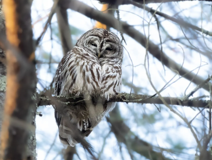 Friday Feature Photo: 'A sleepy Barred Owl in Luther Forest' submitted by GF employee Jan Rothe from our Dresden team. #GFphotoFriday
