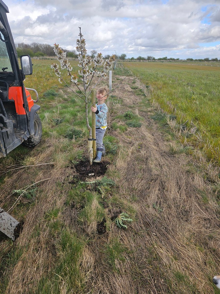 Mulch time.. the one that will farm these trees putting in the hard graft #childlabour #agroforestry