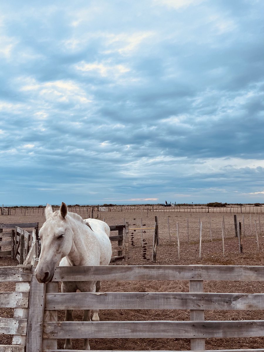 Buen dia @ Punta Norte - Patagonia Argentina 🇦🇷 🐴🫶 #patagonia #argentina #madryn #chubut #horse #morning