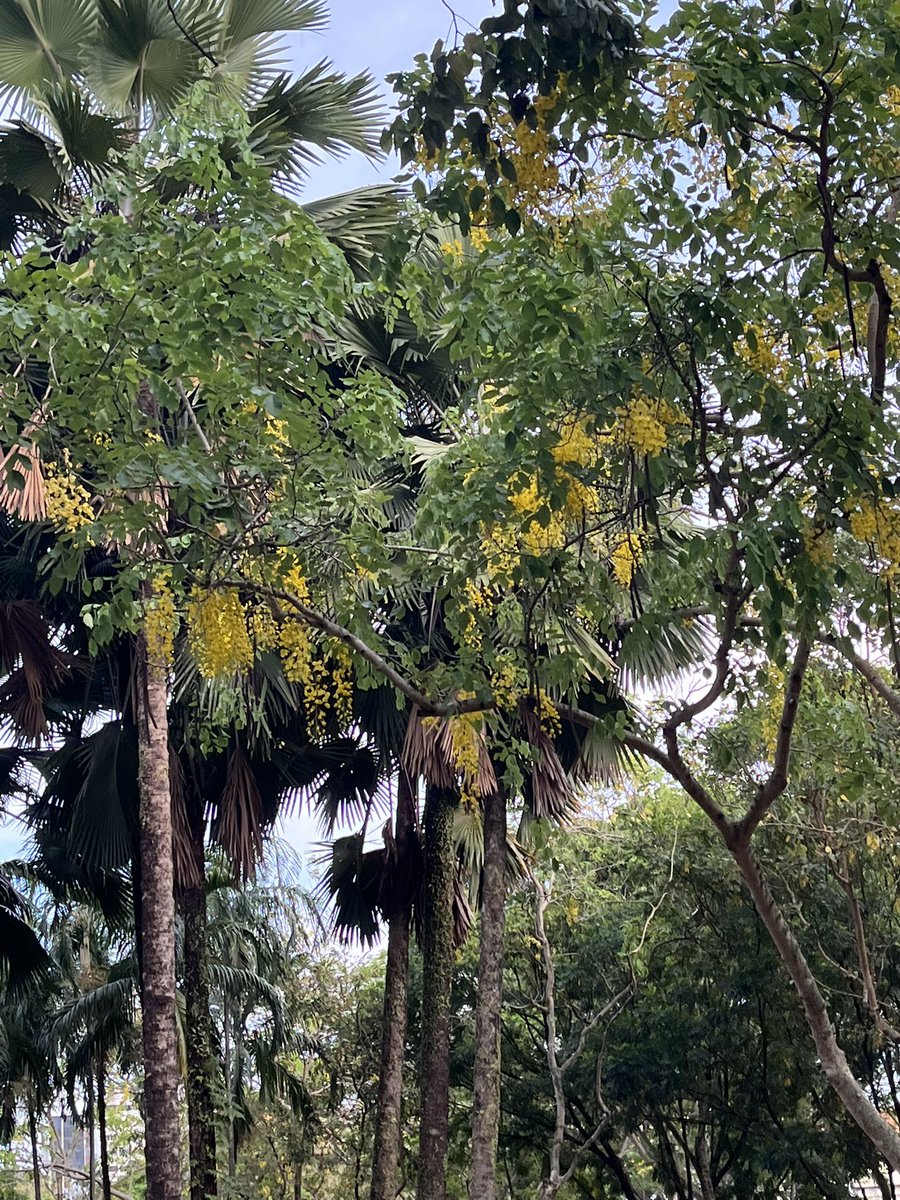 NairSudeepa's tweet photo. A yellow rise in the Happiness Quotient. :)
#konnapoo #laburnum https://t.co/Gg9AI17atV