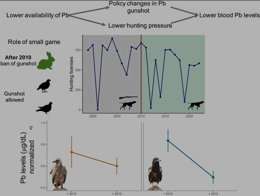 Acabamos de publicar este paper donde demostramos que la prohibicion de usar municion de plomo en Fuerteventura, redujo la concentracion de este metal en los guirres. La apuesta por la conservacion basada en la ciencia funciona sciencedirect.com/science/articl…