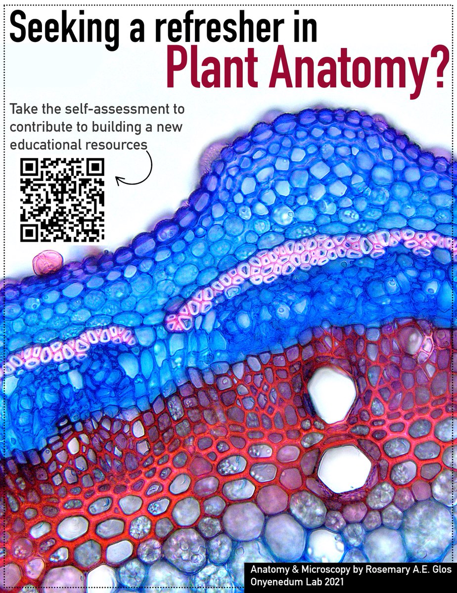 As a part of #NSFCAREER broader impacts, I am creating an educational video series focusing on the FUNDAMENTALS OF PLANT ANATOMY with @science_irl! 🥼🔬🌿🌱🍃 Help us narrow down the focus areas by taking this self assessment: forms.gle/redARGV2ej6AgJ… Deadline: May 1, 2024