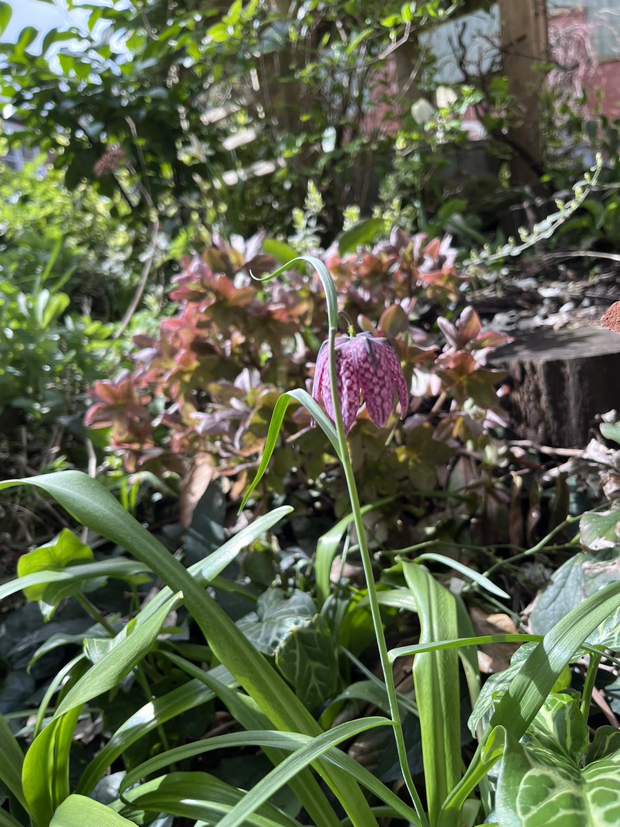 Weather still a bit unsure but so pleased to see definite signs of spring in the garden.