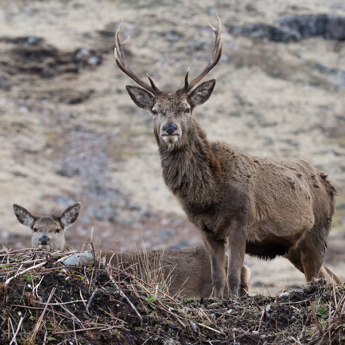 Land managers have urged the Scottish Government to work with them rather than against them over the future of deer management. Read more: scottishlandandestates.co.uk/news/collectiv…