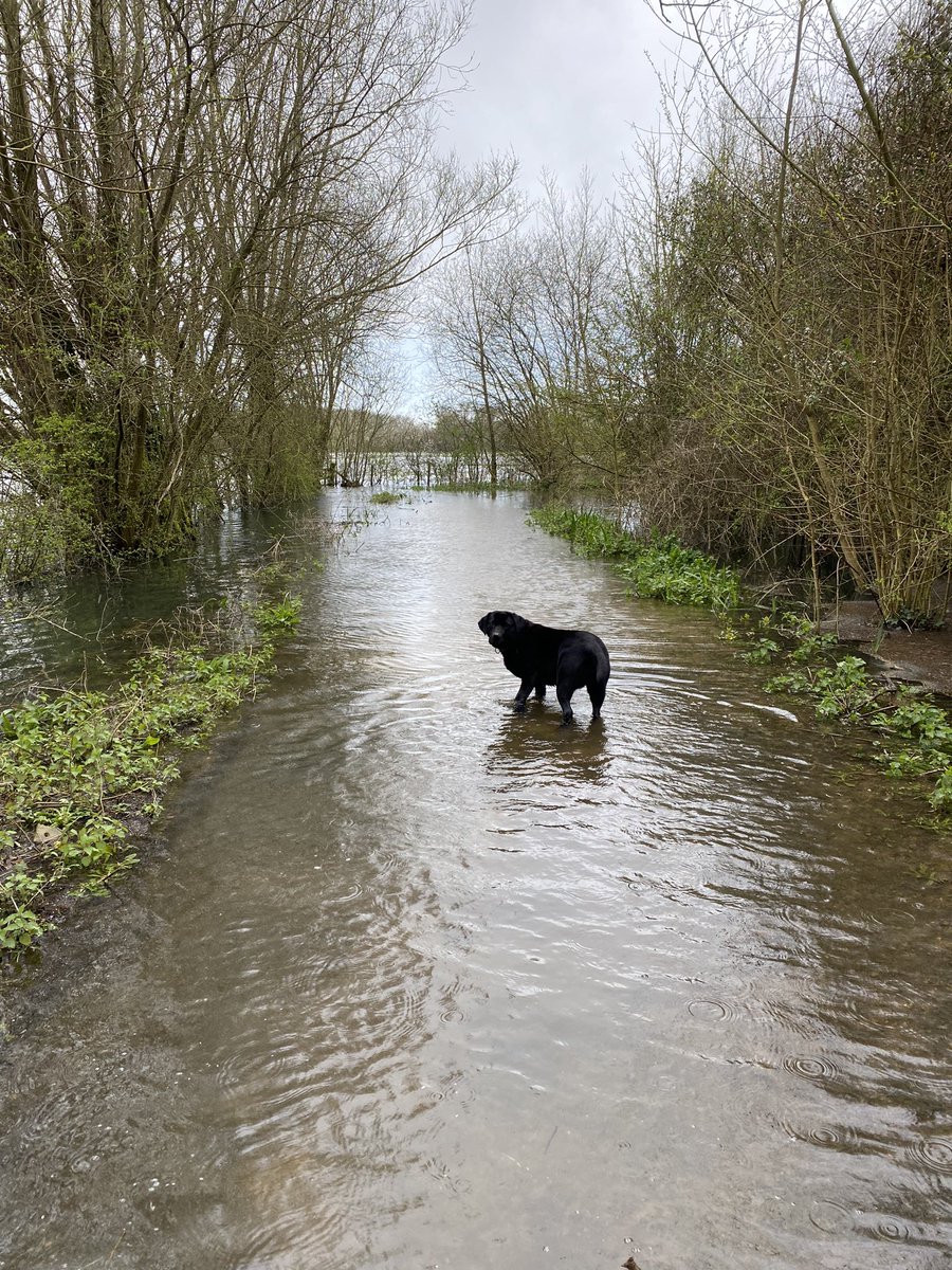 The #Thames Path more Thames than #Path So much #water #rain & #mud Stay dry out there Still great to #walk for the signs & sounds of #spring @WildlifeTrusts @IoloWilliams2 @RobGMacfarlane @BBCSpringwatch @britishbirds @countrywalking #walking #birds #springtime