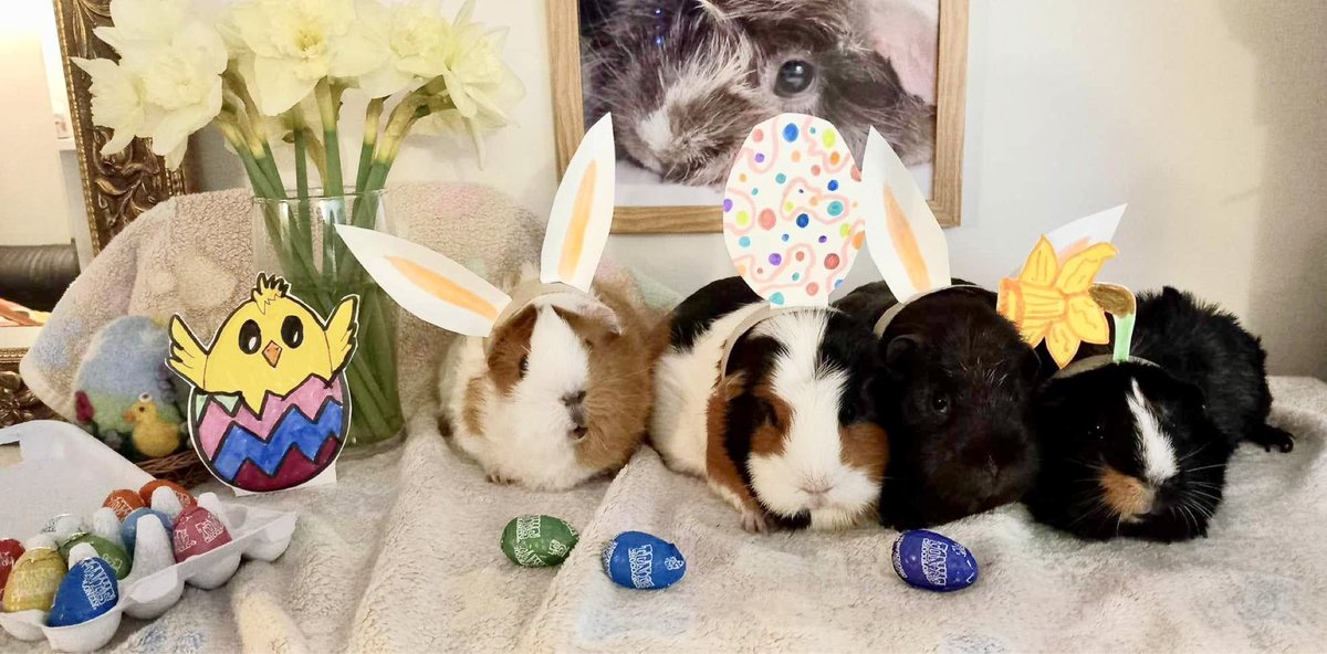 #HappyEaster from myself, H and the #GuineaGirls, L to R Barbara, Juno, Jessie and Suzie! #EasterGreetings #Posers #Eggs #Eggcellent #Eggcited #Eggstra