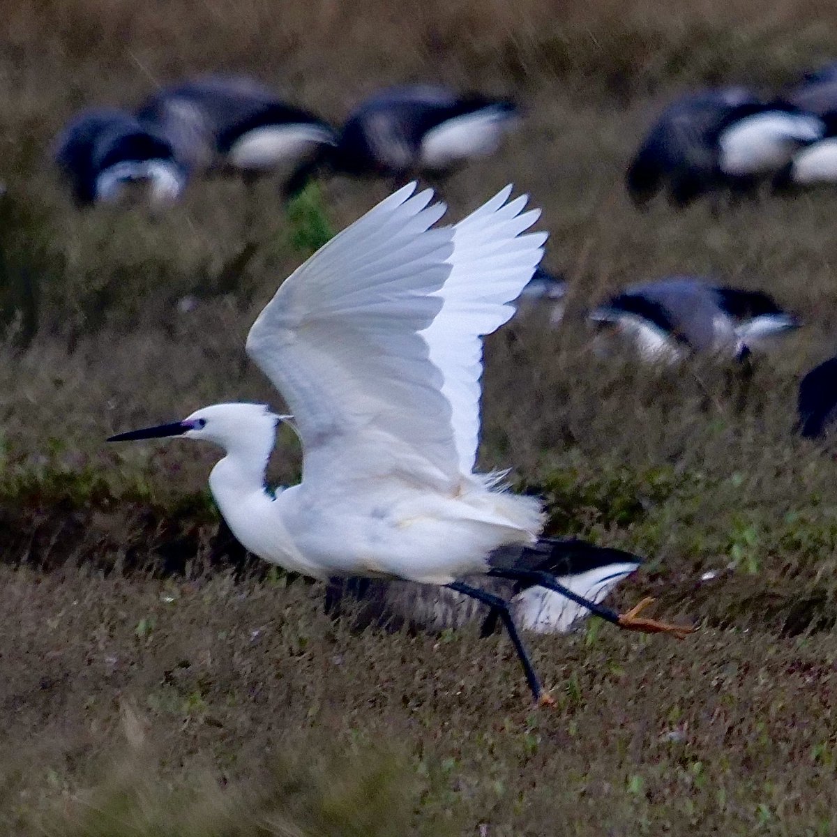 Little egret on Norfolk marshes at Wells-next-the-sea. Shot from quite a distance. A real treat! 😊