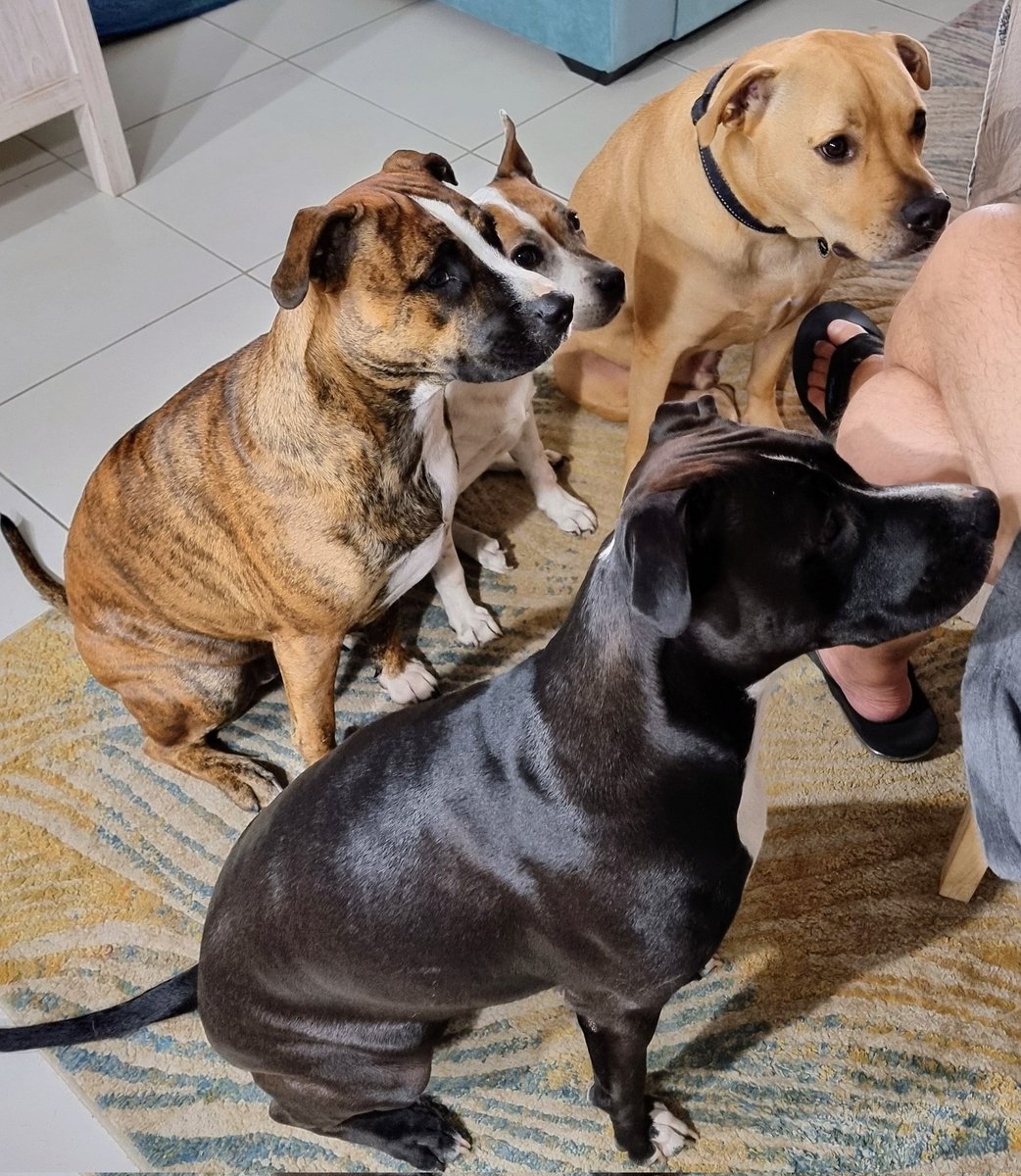 So attentive when there's food on offer! 😆🩷 #staffy #staffie #doglife